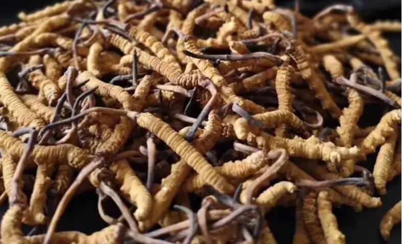 新鮮冬蟲夏草怎么保存，鮮草怎么吃？