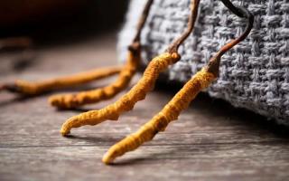 冬蟲夏草的真實(shí)作用，冬蟲夏草主要有什么成分