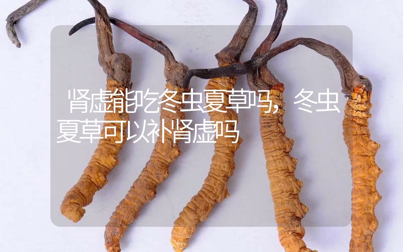 腎虛能吃冬蟲夏草嗎，冬蟲夏草可以補腎虛嗎？