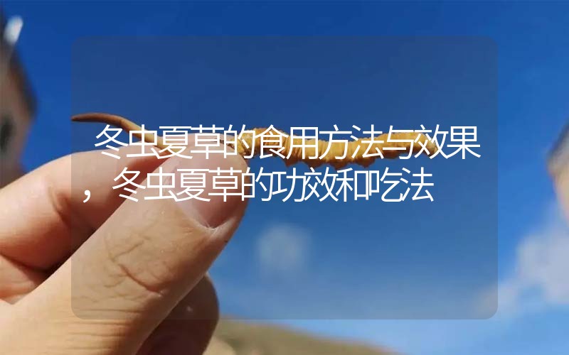 冬蟲夏草的食用方法與效果，冬蟲夏草的食用方法！
