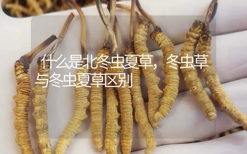 什么是北冬蟲(chóng)夏草，北冬蟲(chóng)草與冬蟲(chóng)夏草區(qū)別