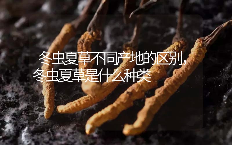 冬蟲夏草不同產(chǎn)地的區(qū)別，冬蟲夏草是什么種類