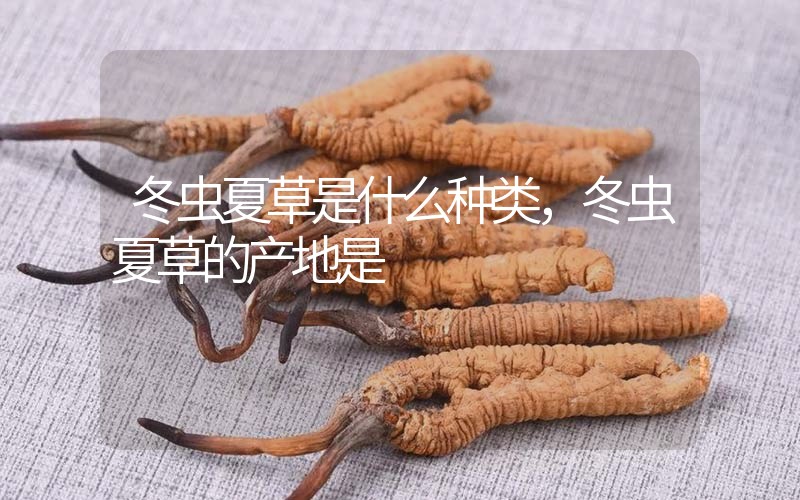 冬蟲夏草是什么種類，冬蟲夏草的產(chǎn)地是