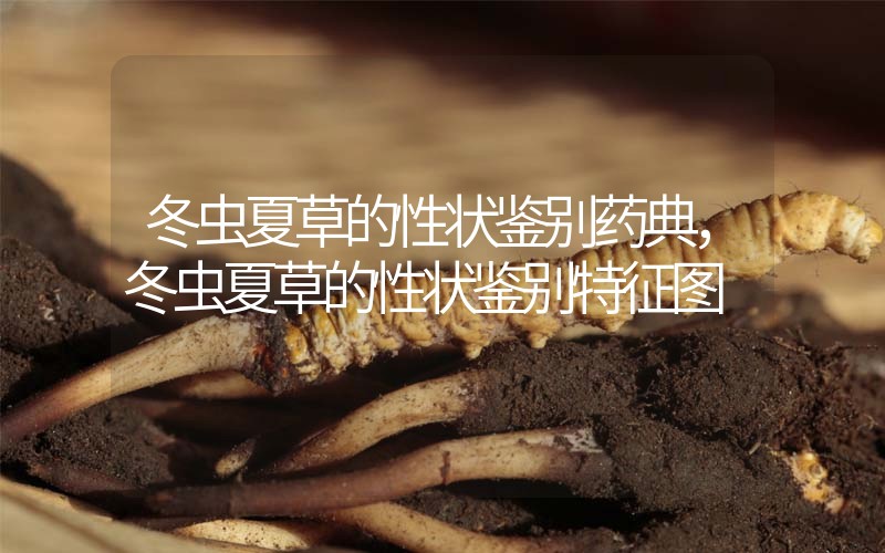 冬蟲夏草的性狀鑒別藥典，冬蟲夏草的性狀鑒別特征圖