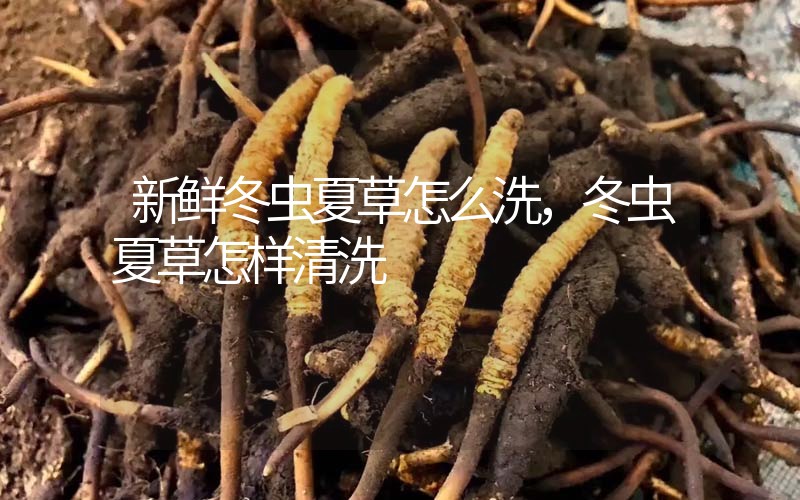 新鮮冬蟲夏草怎么洗，冬蟲夏草怎樣清洗