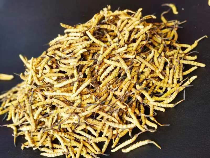 冬蟲(chóng)夏草哪幾種食用方法比較好呢？推薦幾種參考