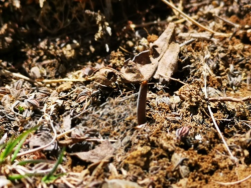 冬蟲夏草是蟲子還是草呢？它是如何生長的