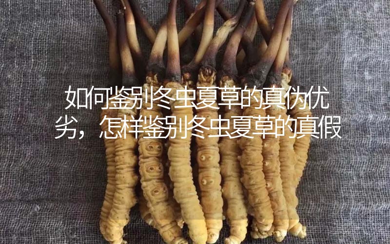 如何鑒別冬蟲夏草的真?zhèn)蝺?yōu)劣，怎樣鑒別冬蟲夏草的真假