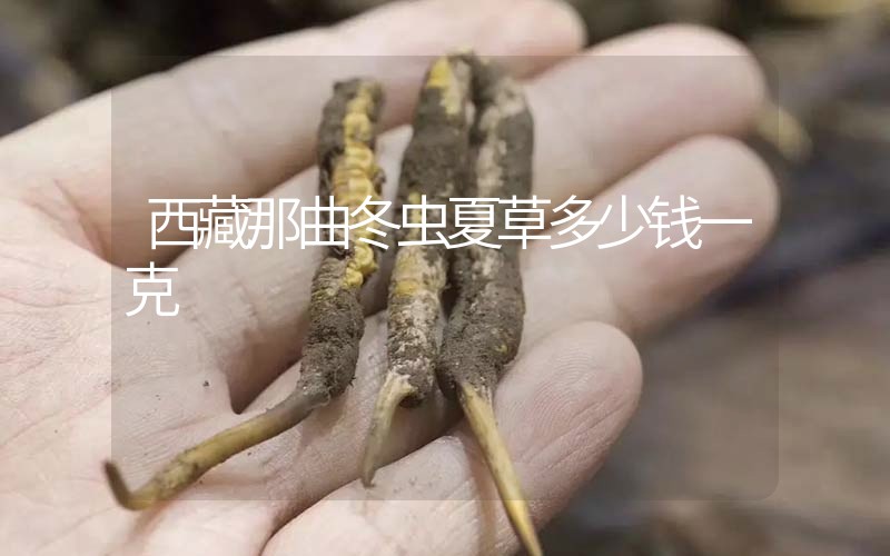 西藏那曲冬蟲(chóng)夏草多少錢一克？