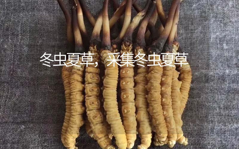冬蟲(chóng)夏草采挖時(shí)間，什么時(shí)候采集冬蟲(chóng)夏草
