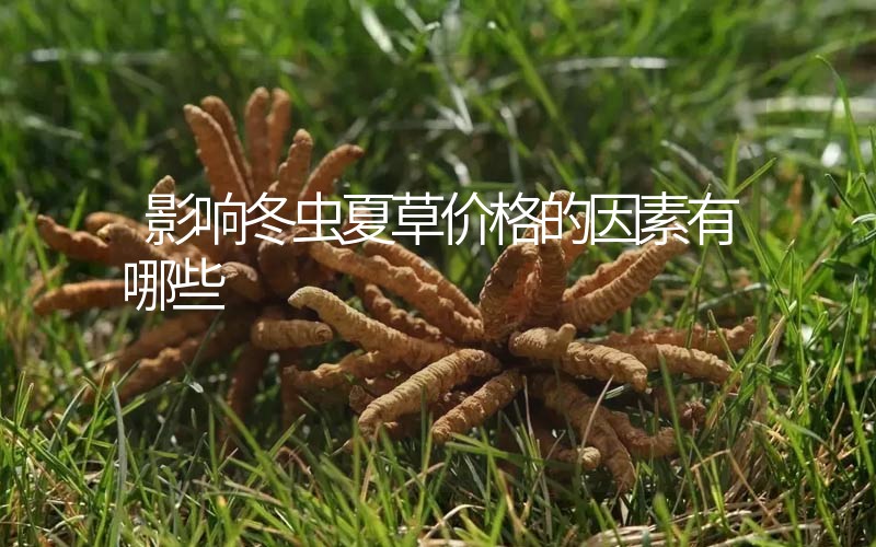 影響冬蟲夏草價(jià)格的因素有哪些？