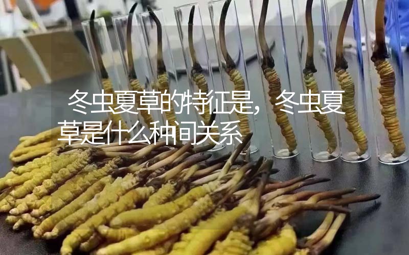 冬蟲夏草的特征是，冬蟲夏草是什么種間關(guān)系