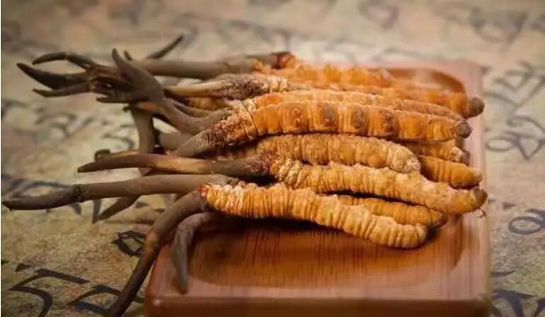 鮮蟲草和干蟲草，應(yīng)該怎么選擇？