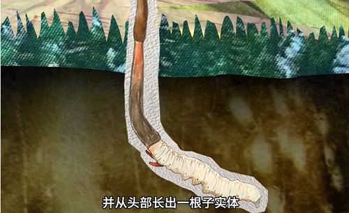 冬蟲(chóng)夏草到底是蟲(chóng)還是草？你猜到了嗎？