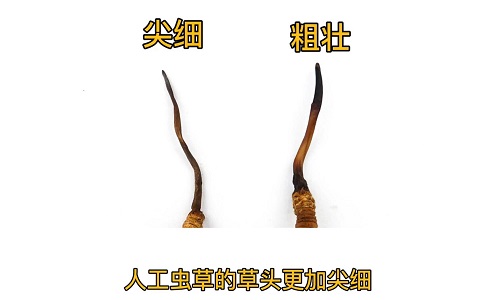 人工蟲草和野生蟲草如何分辨？人工冬蟲夏草怎么鑒別