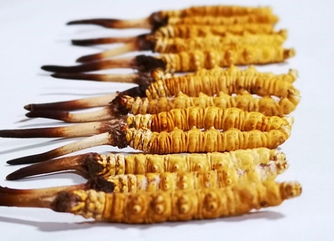 新鮮冬蟲夏草多少錢一根？吃什么樣的好呢