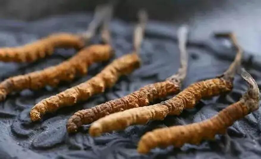 頭期冬蟲夏草、中期蟲草和末期蟲草，應(yīng)該如何選擇？