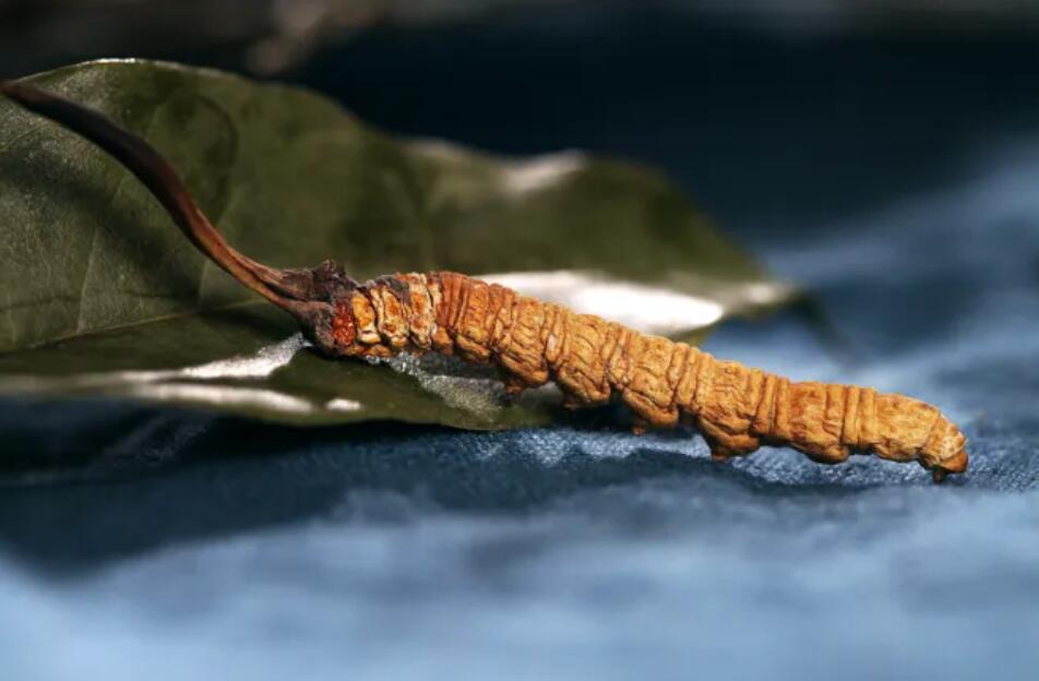 冬蟲夏草的由來，冬蟲夏草是怎么形成的？