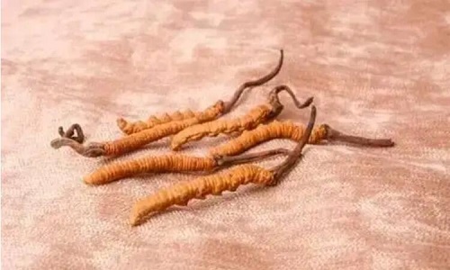 哪個產(chǎn)地的冬蟲夏草營養(yǎng)價值高,哪里的蟲草更好？