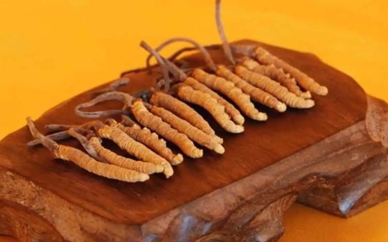 冬蟲夏草需要每天吃嗎?冬蟲夏草一天吃多少？