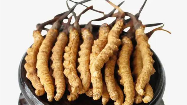 四川冬蟲(chóng)夏草產(chǎn)地分布在哪？