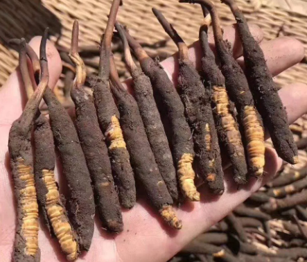 <a href=http://m.gdyuntian.com/xinxian/ target=_blank class=infotextkey>新<a href=http://m.gdyuntian.com/xinxian/ target=_blank class=infotextkey>鮮冬蟲夏草</a></a>