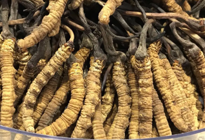 吃冬蟲夏草會出現(xiàn)過敏情況嗎？冬蟲夏草適合什么人吃？