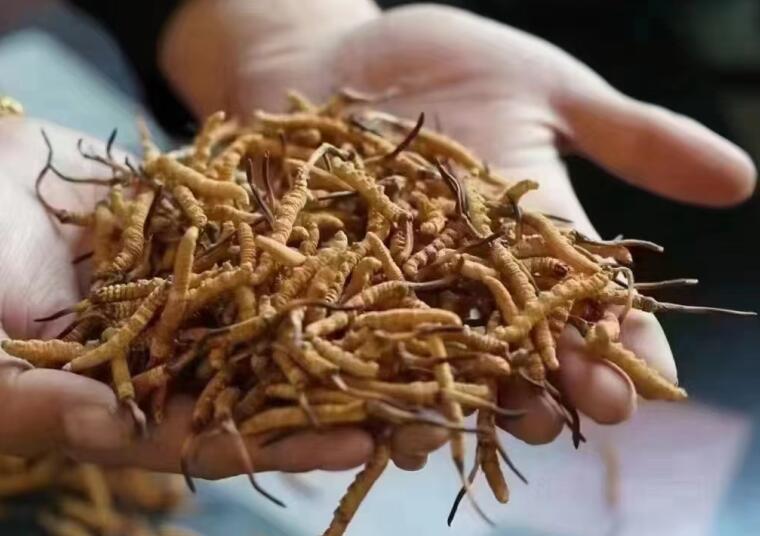 新鮮冬蟲夏草怎么洗最好？新鮮冬蟲夏草怎么清洗？