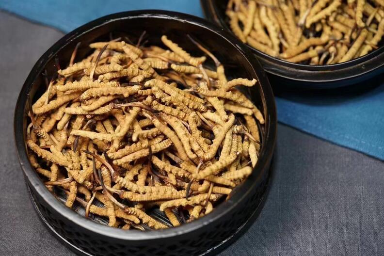 冬蟲(chóng)夏草