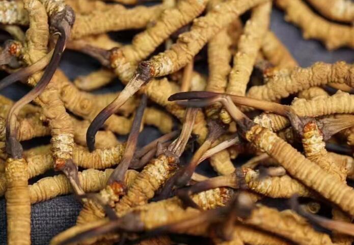 <a href=http://m.gdyuntian.com/ target=_blank class=infotextkey>冬蟲夏草</a>