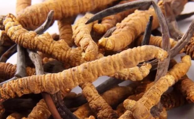 <a href=http://m.gdyuntian.com/chifa/ target=_blank class=infotextkey>冬蟲(chóng)夏草的吃法</a>