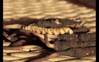 冬蟲(chóng)夏草“冬補(bǔ)三九，夏補(bǔ)三伏”