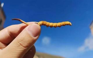 食用冬蟲夏草有哪些禁忌？