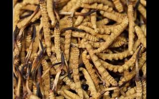 食用冬蟲夏草不能忽視量效關(guān)系？