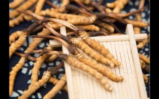 孝順的孩子當(dāng)心了 被買到假的冬蟲(chóng)夏草