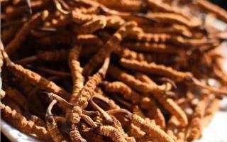 冬蟲(chóng)夏草的未來(lái)發(fā)展趨勢(shì)？