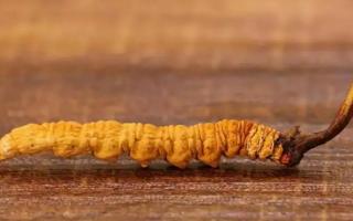 冬蟲夏草的鑒別方法：新鮮和干燥的區(qū)別？
