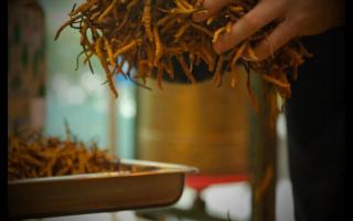 影響冬蟲(chóng)夏草品質(zhì)的因素都有哪些？