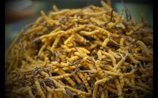 各個產(chǎn)地的冬蟲夏草都有何區(qū)別！