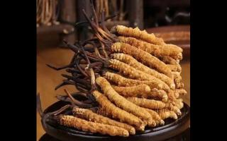 冬蟲夏草·如何分辨品質(zhì)好壞！