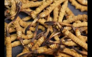 冬蟲夏草的產(chǎn)量為何一年不如一年呢？