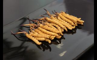 冬蟲夏草屬于酸性食物還是堿性食物呢？