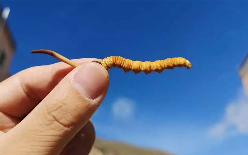 如何妥善保存新鮮的冬蟲夏草和干燥蟲草？