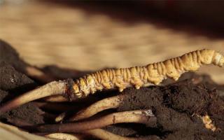 冬蟲夏草記住這五點，不買假蟲草！