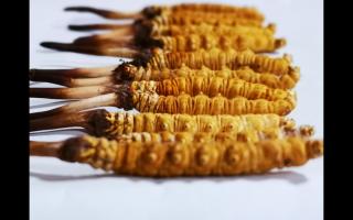 冬蟲夏草為何會分級？有何區(qū)別？