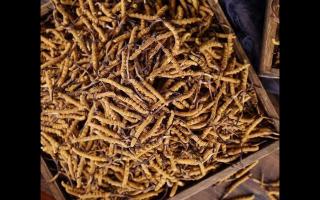 冬蟲夏草和亞香棒蟲草有何區(qū)別？