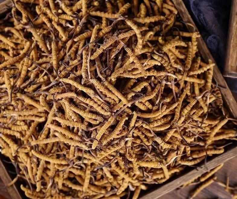 冬蟲夏草和白蟲草有什么區(qū)別？