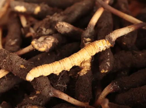 野生冬蟲夏草生長主要分為4個(gè)階段