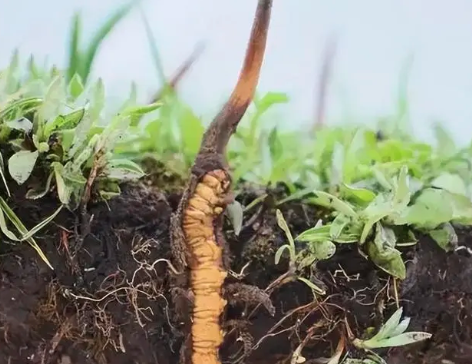 為什么海拔越高冬蟲夏草的品質越好