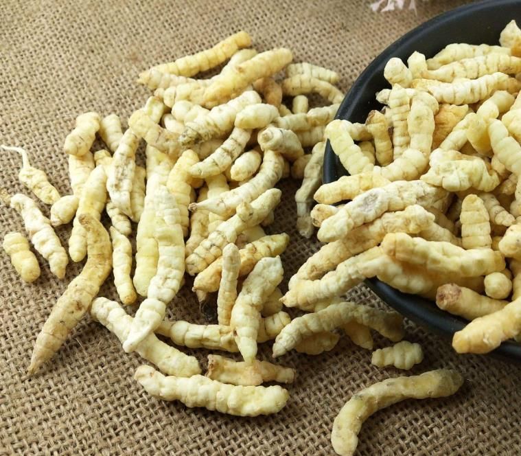 冬蟲夏草和白蟲草有什么區(qū)別？